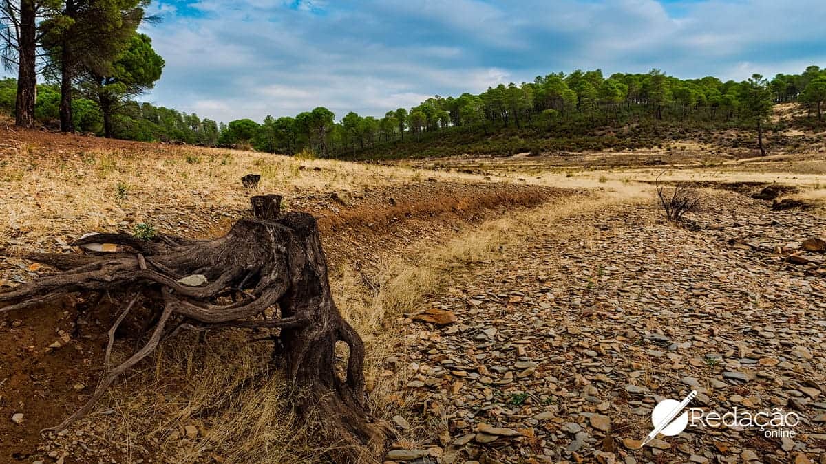 A importância da conscientização ambiental na luta contra o desmatamento na Amazônia