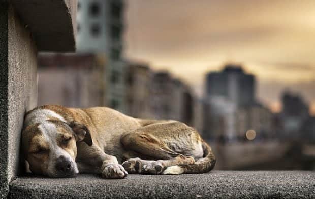 tema-de-redacao-maus-tratos-a-animais-de-rua-no-brasil