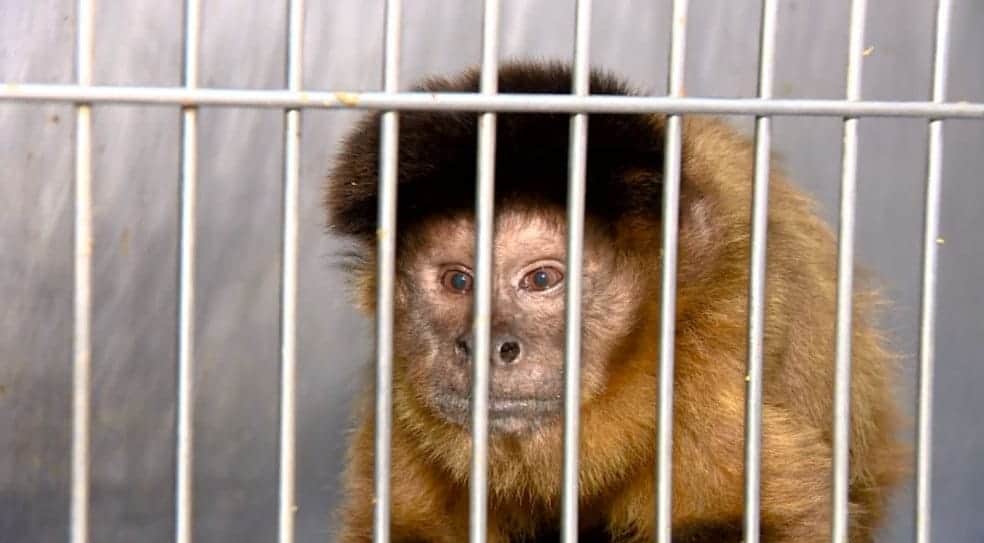 Tráfico de animais no Brasil: Repertórios para o tema